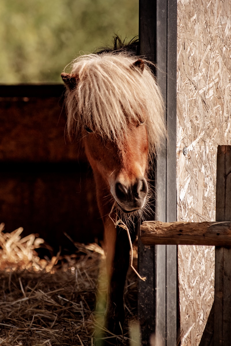 Photo by laura adai a brown horse with a long mane standing next to a wooden fence
