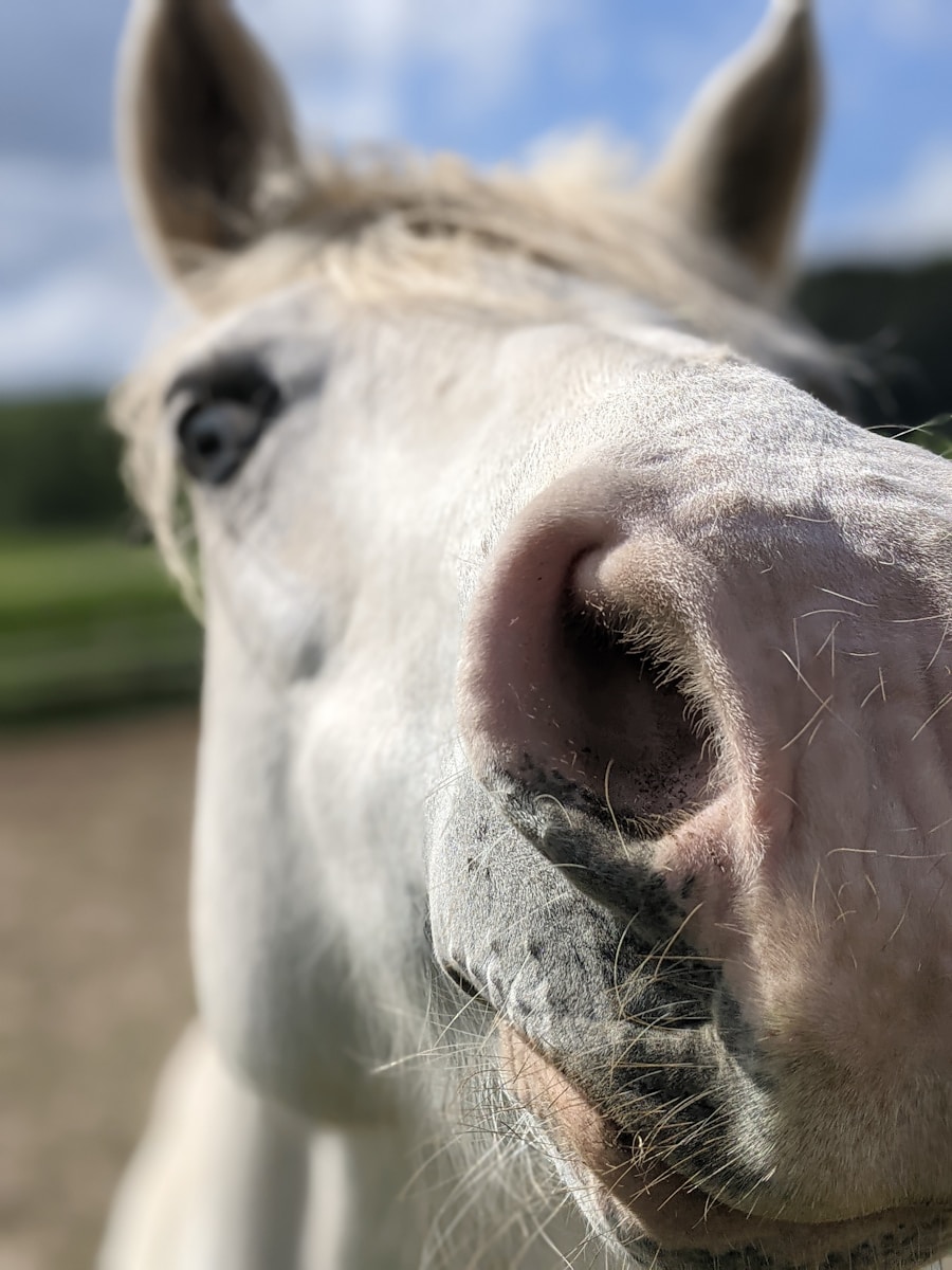 Photo by Johannes a close up of a white horse's face