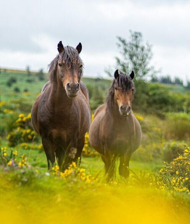 Photo by clement proust two brown horses standing next to each other on a lush green field